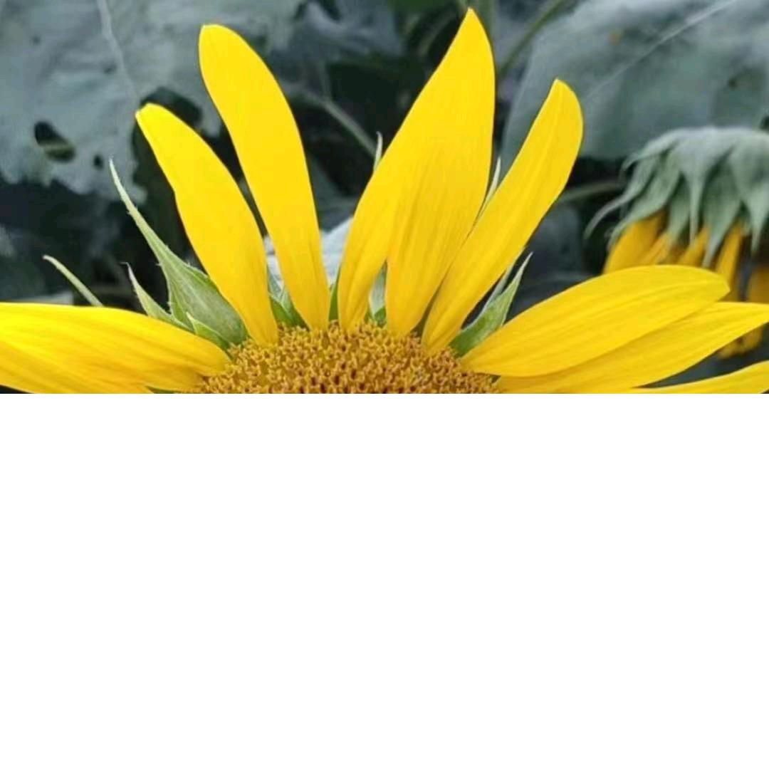 陈陈