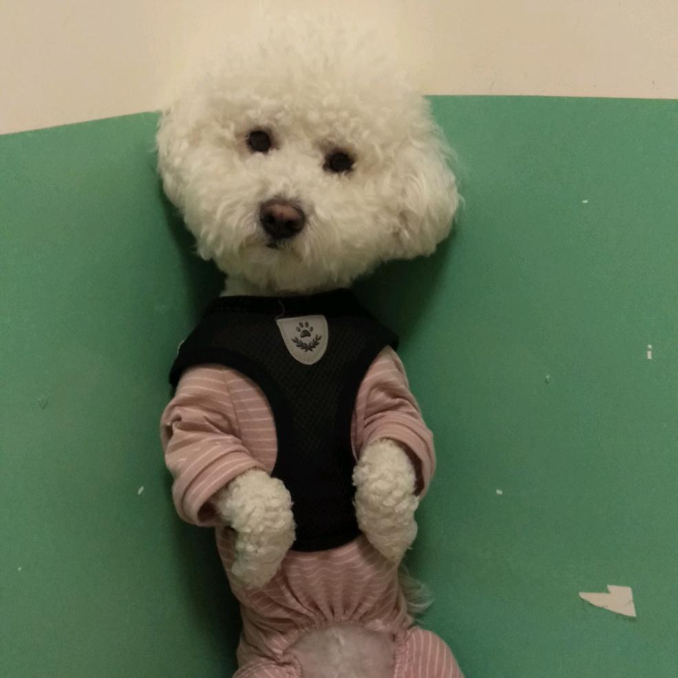 小鱼儿