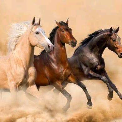 ZCX 四川小郑挑瓜团队