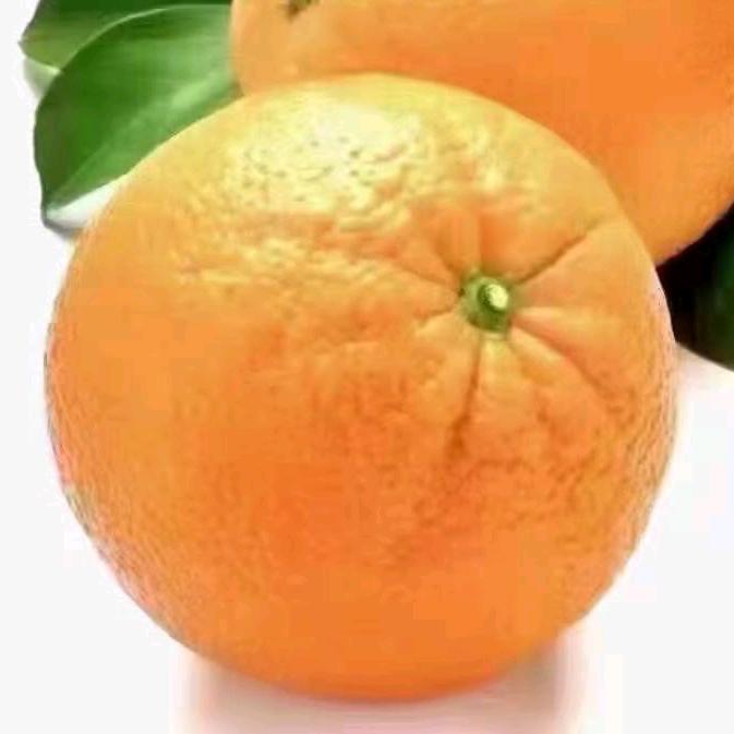 隆隆金