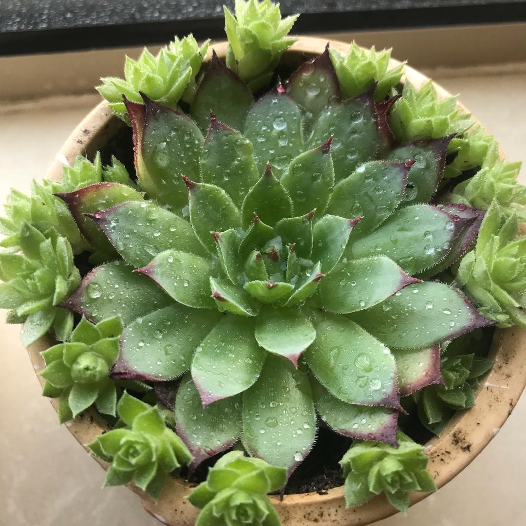 淼淼