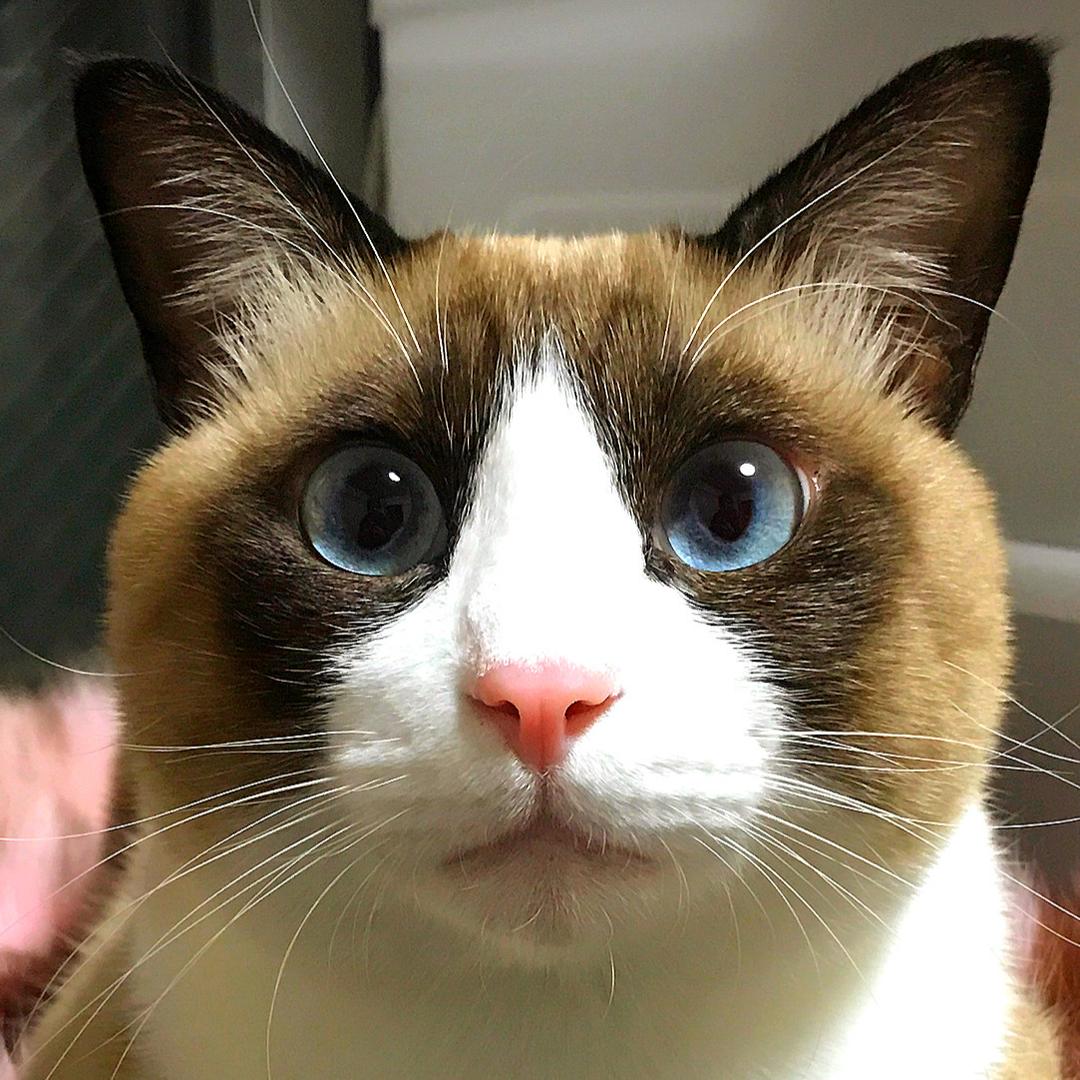 雪鞋猫多多