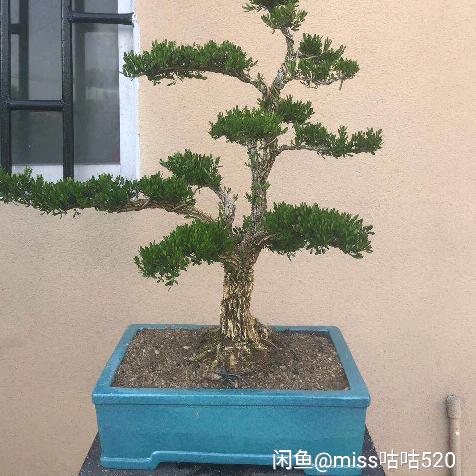 太白六月雪