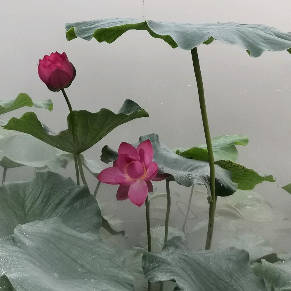 蓉儿