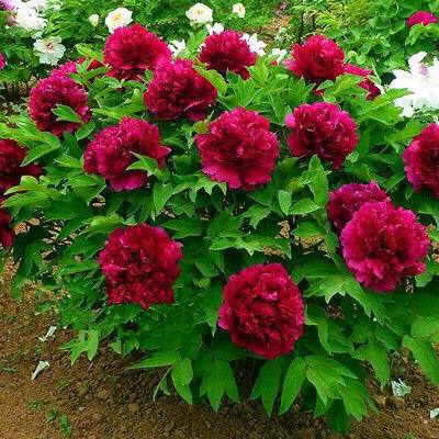 九月菊