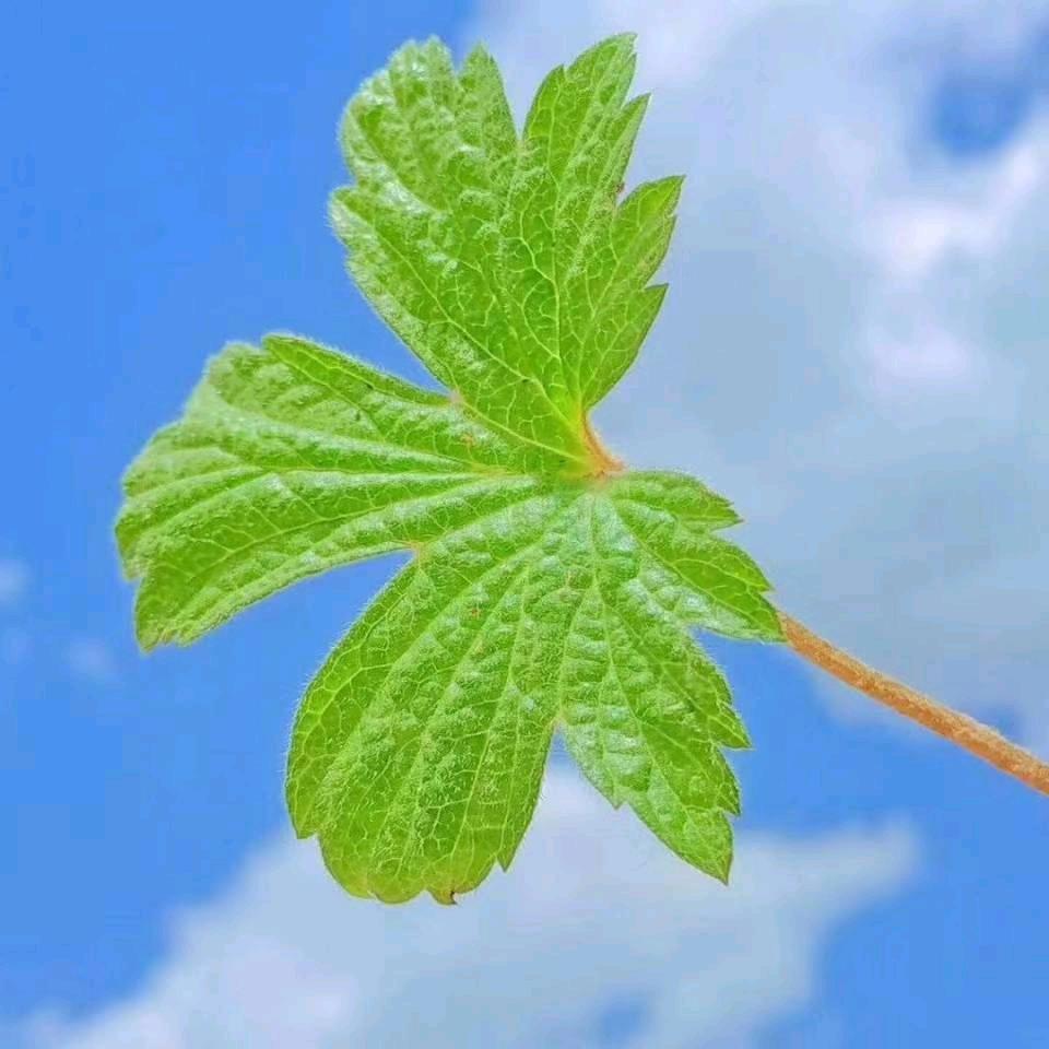 林楚珠