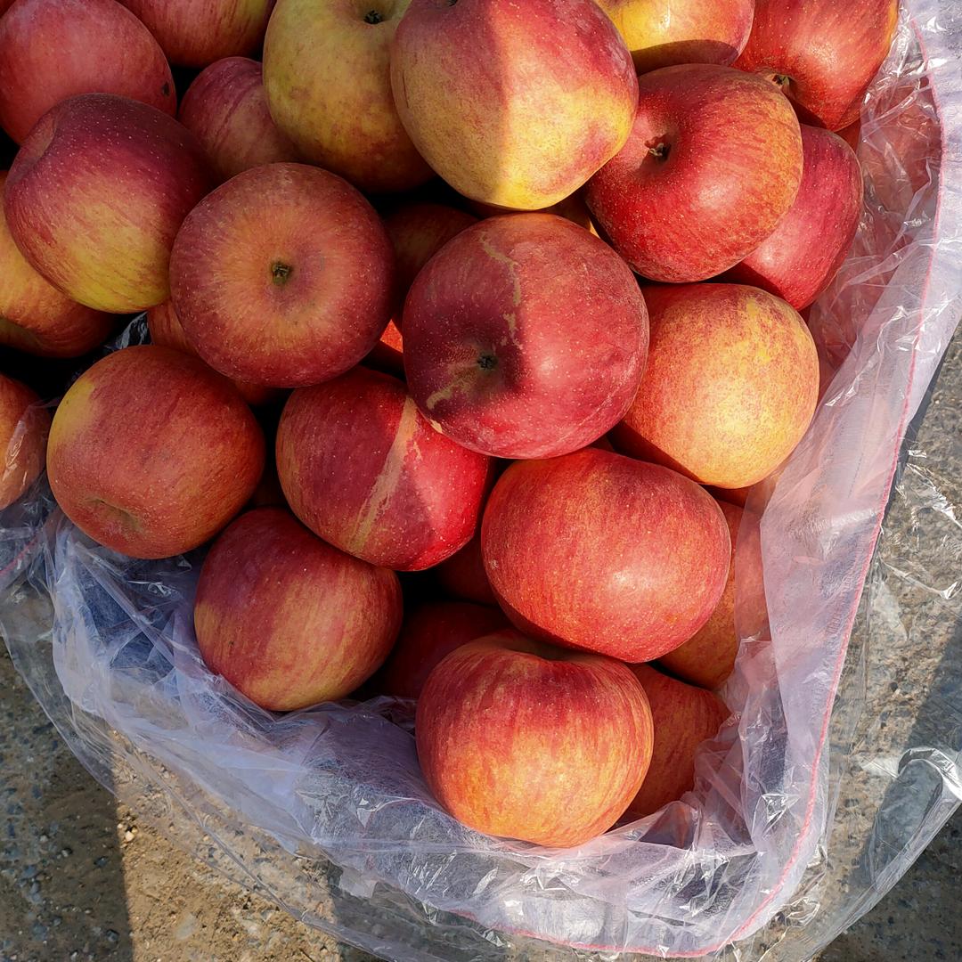 豫北  小峰水果蔬菜青储