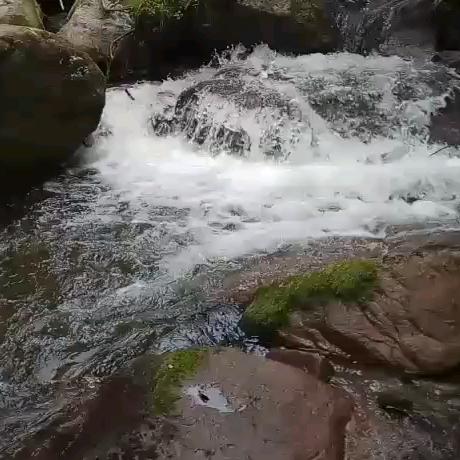 广林