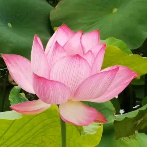 生活
