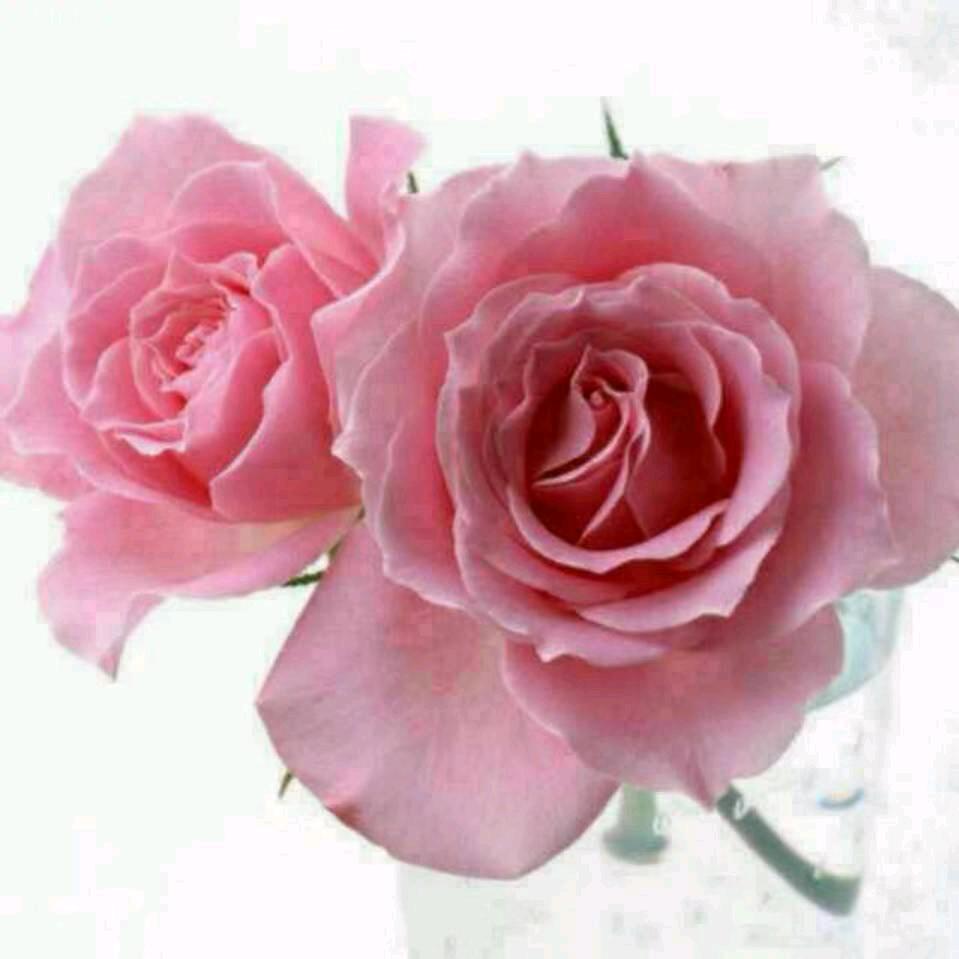 ☪花開🍀有期☪