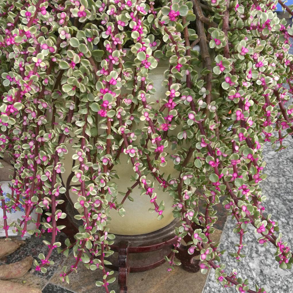 春林园艺1385\  0507474。。