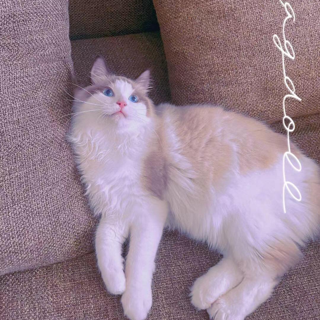 会打游戏的猫猫