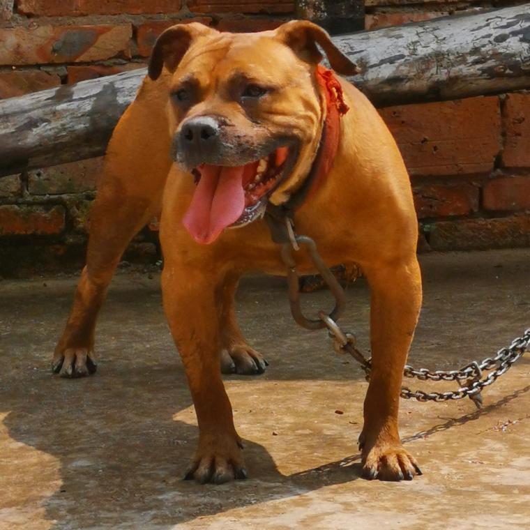 比特杂斗土猎下司繁殖