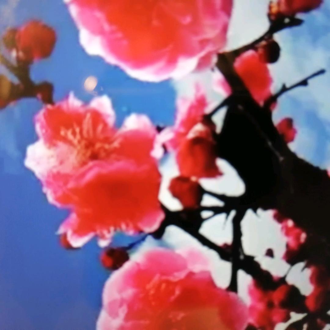 芬芳一样