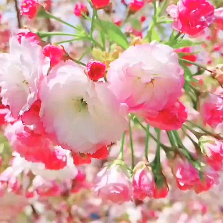 祥云朵朵