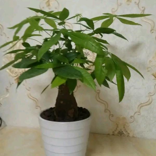 绿色的梦