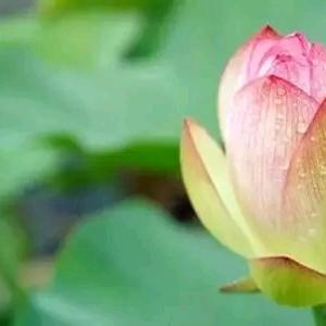 红太阳🌷