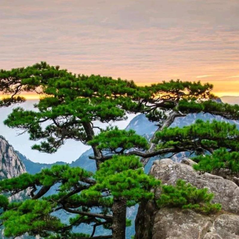 优物集