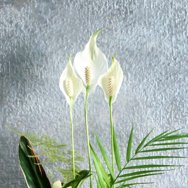 熊