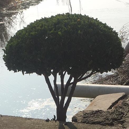 松宝