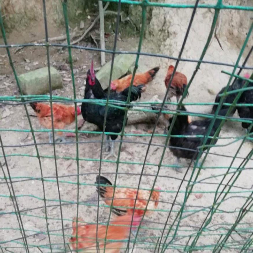 黑松林土鸡土鸭