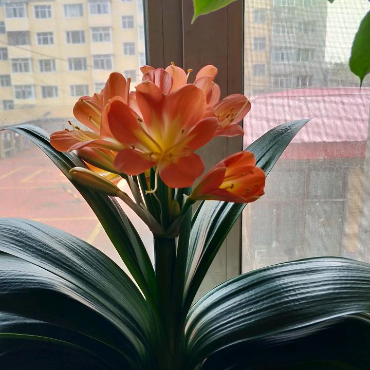 缘份天空 tj