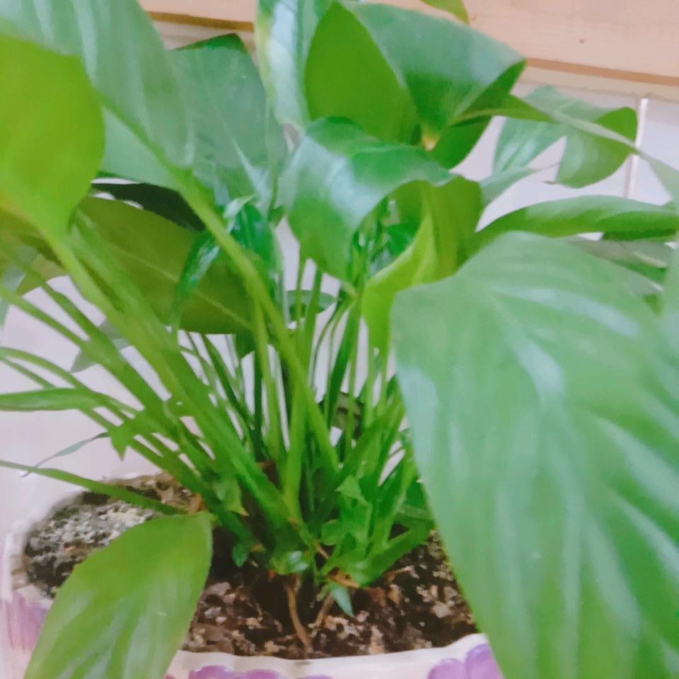 平凡的人