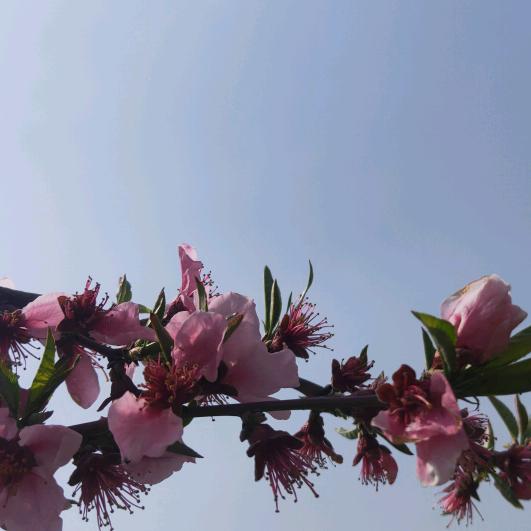 阳春三月