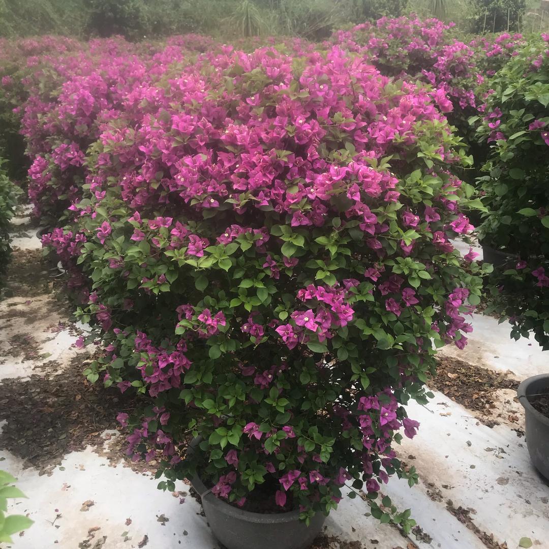 一花一世界花卉基地