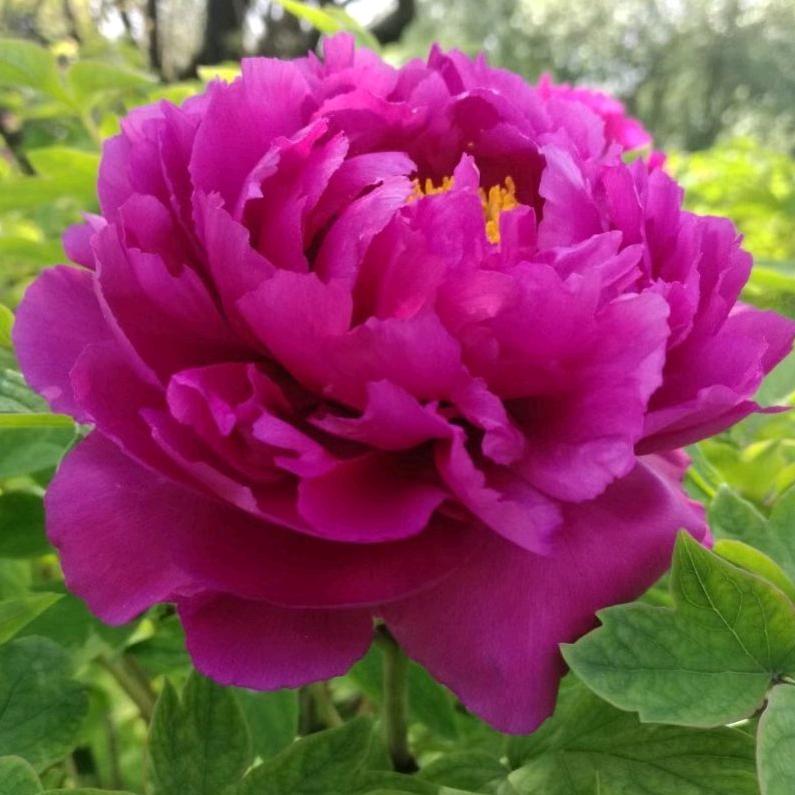 QYJ芳草