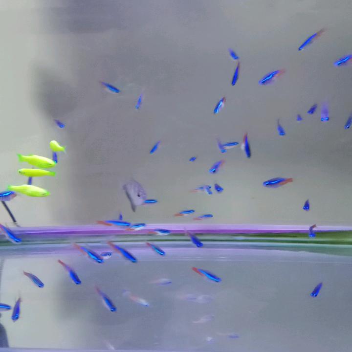 阿杜头像