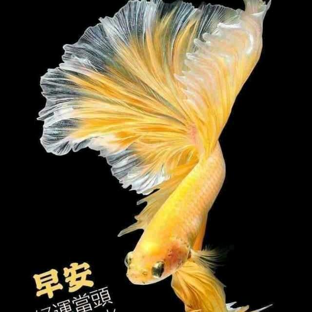媛媛~7463733606302头像
