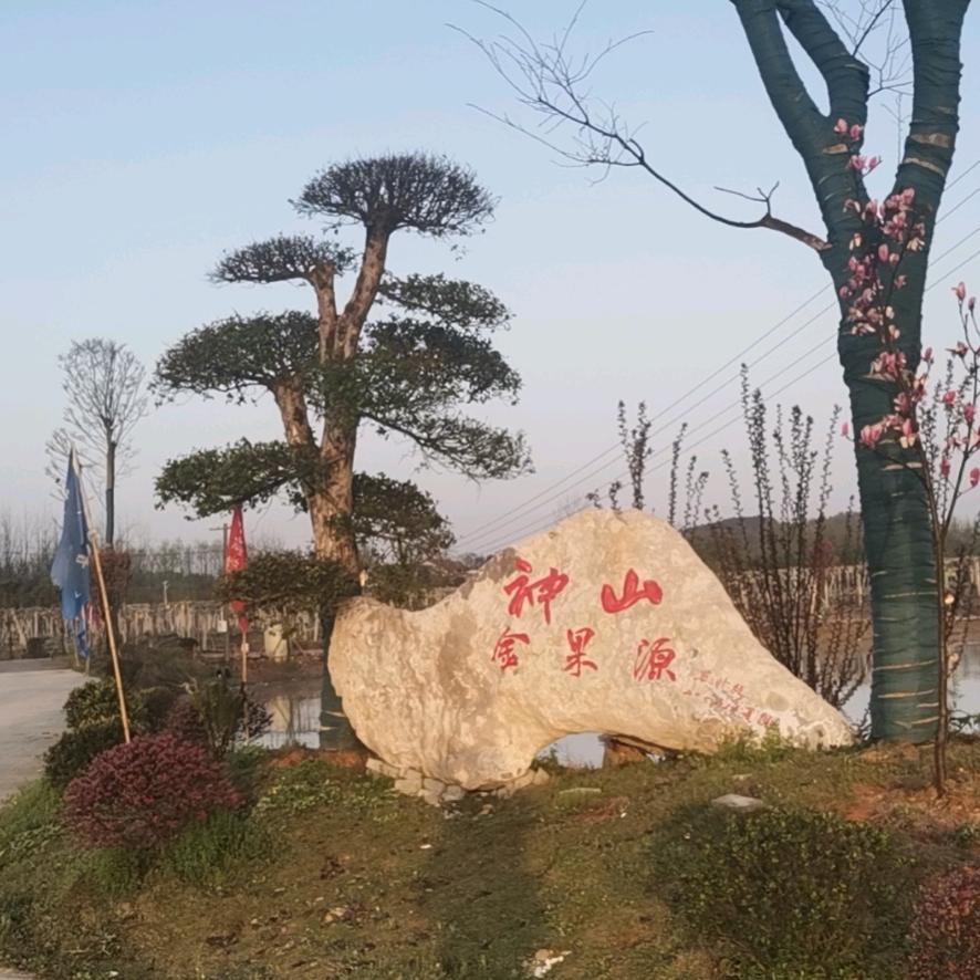 赤壁神山金果源