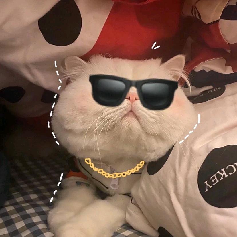 一只布偶猫