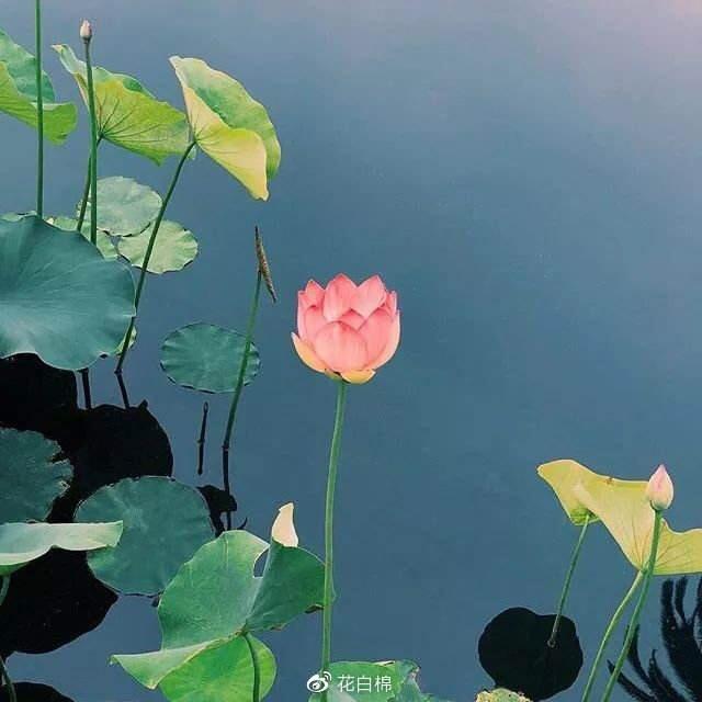 霞