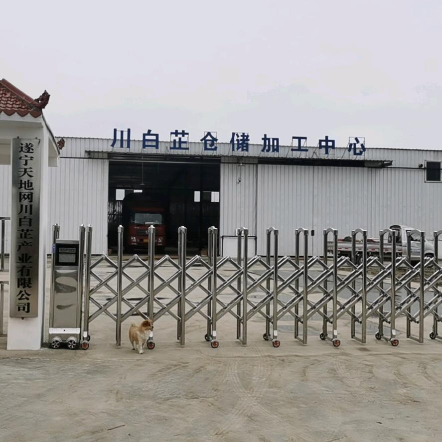 郑全林    川白芷