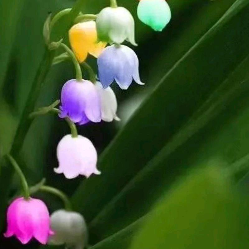 英子爱曳舞