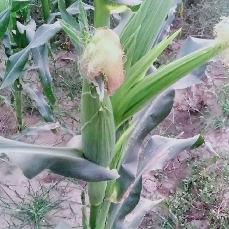 🌈🌈🌈不接果的石榴花