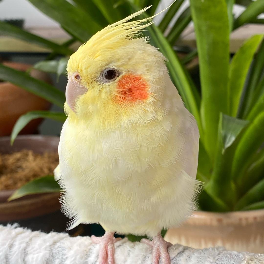 冬天的雪花