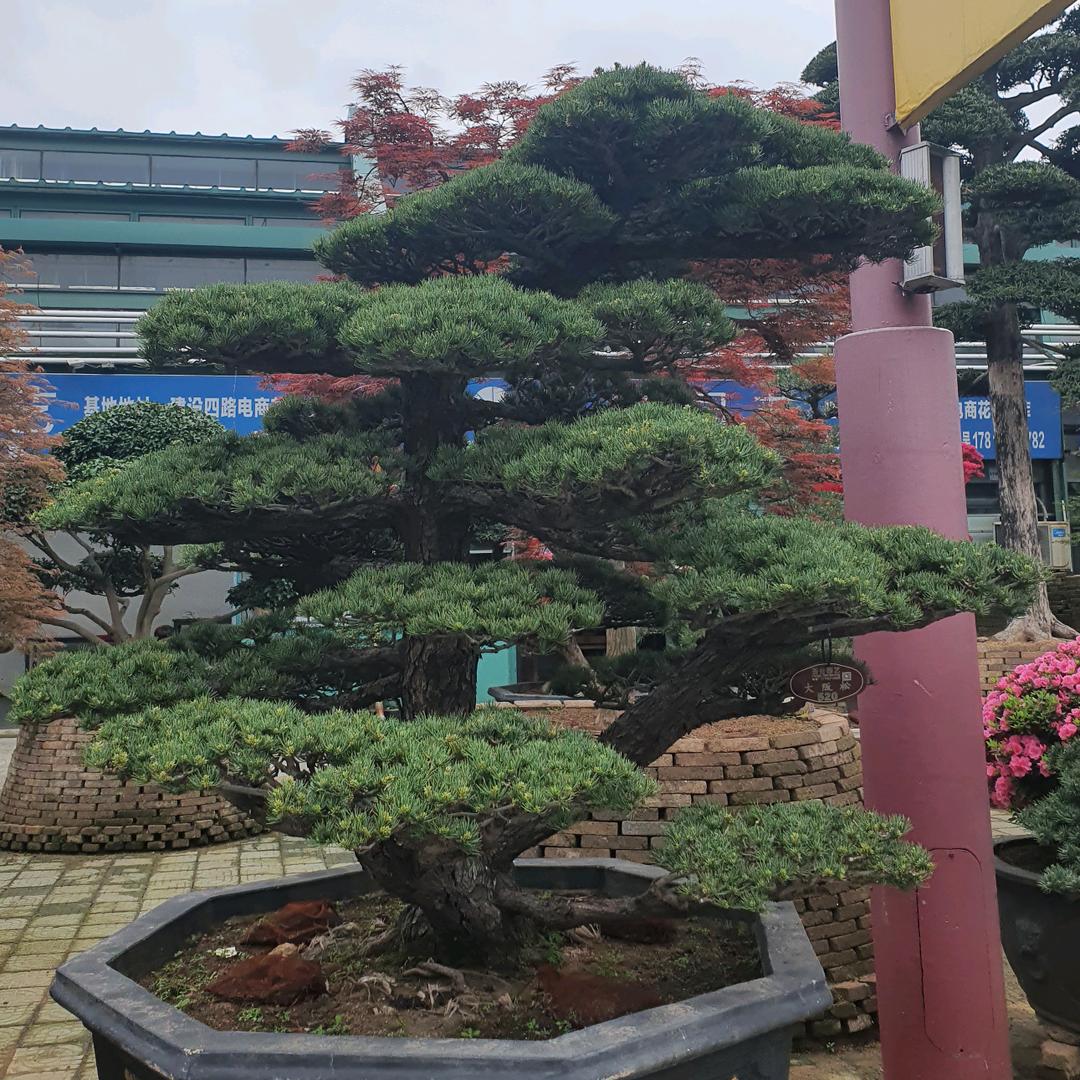漫天星辰🌈
