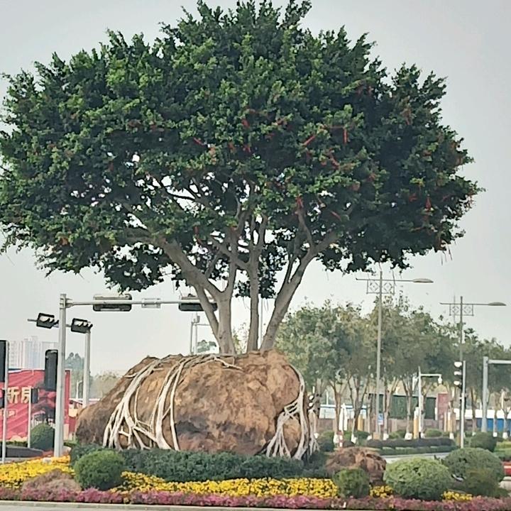 汤皇