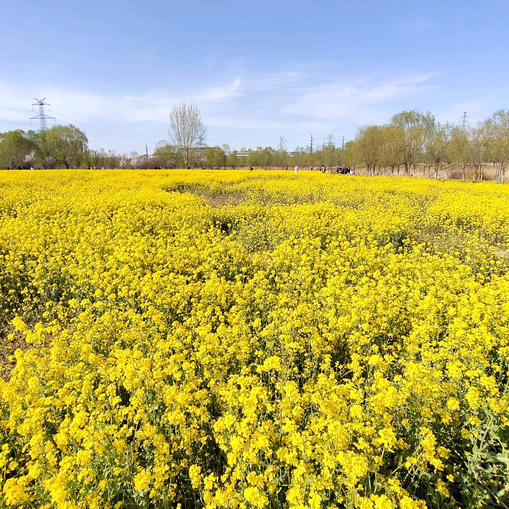 🌻笑口常开🌻
