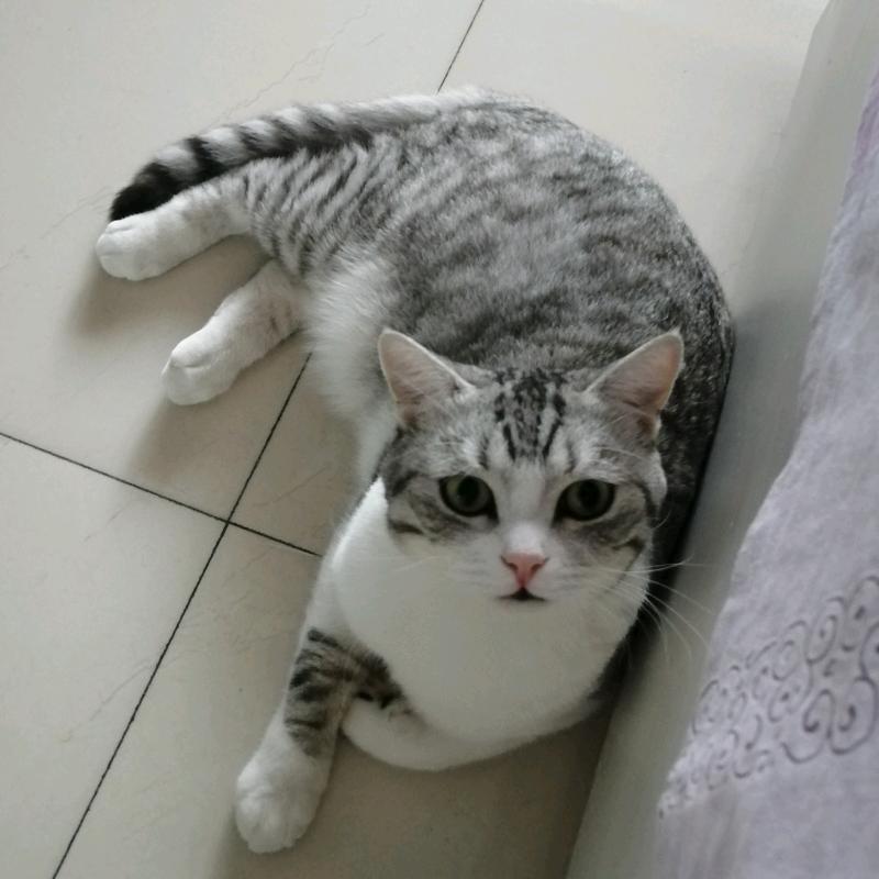 杨三姐