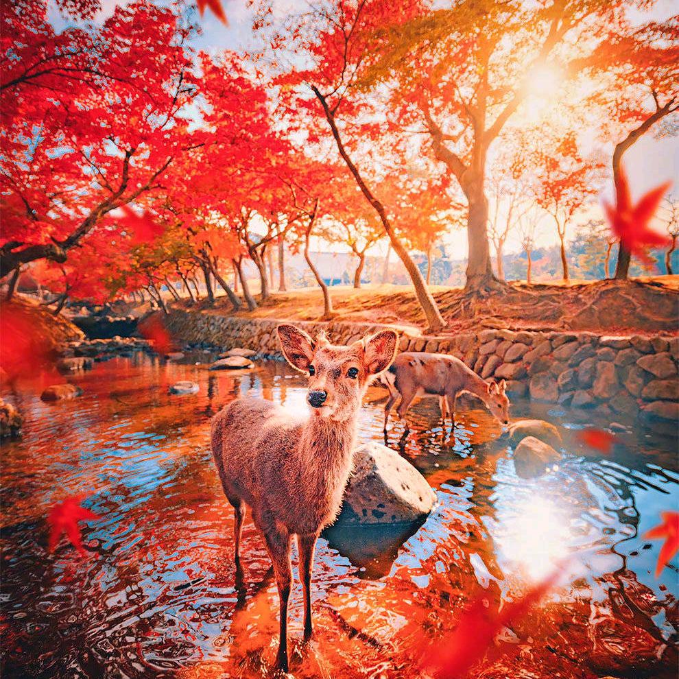 桃花金印