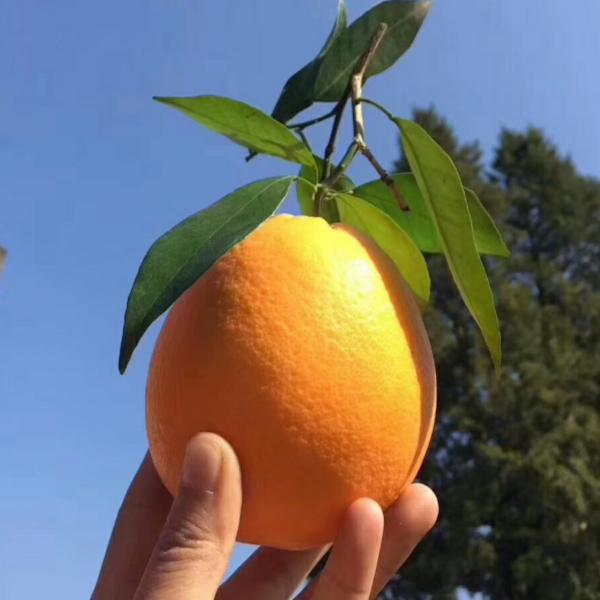 美玲