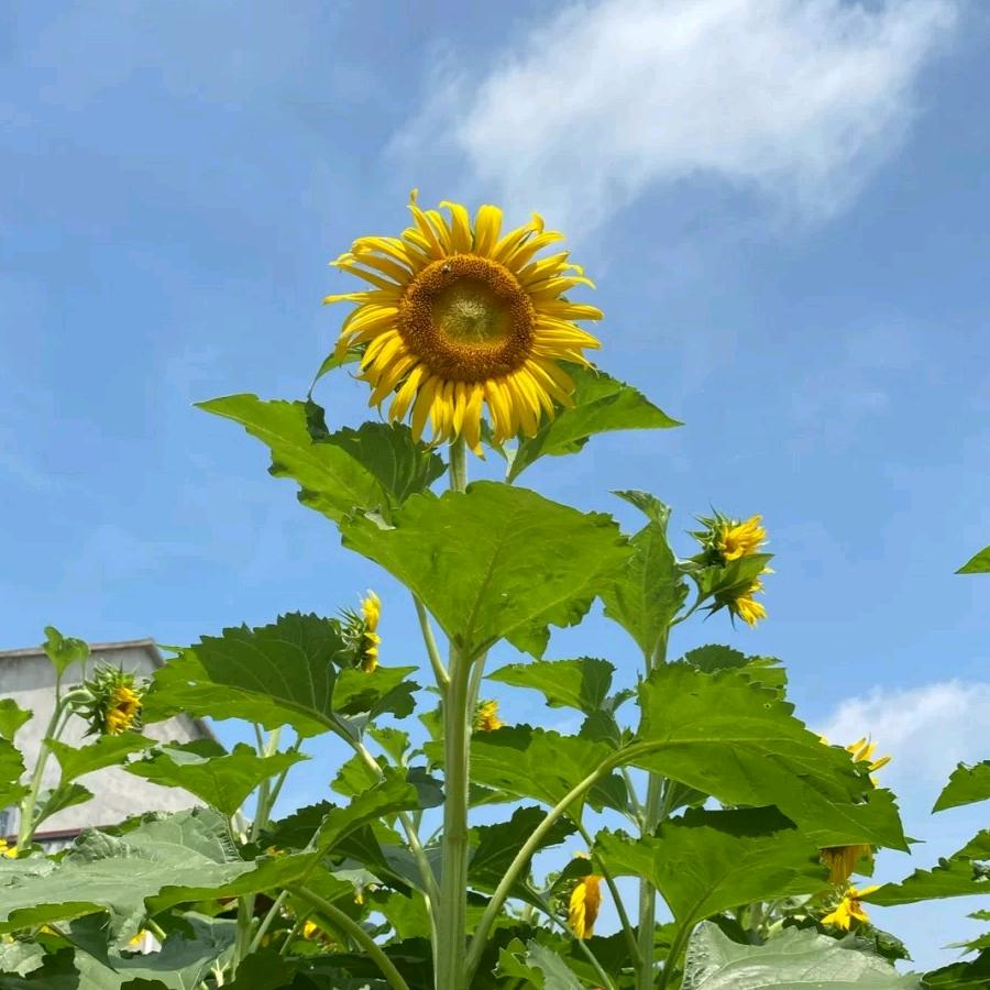 春暖花开🌸