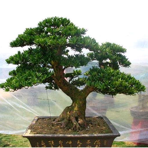 降龙十八掌