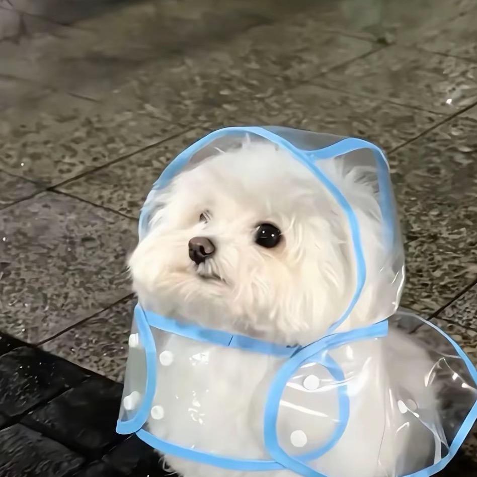 呼呼呱