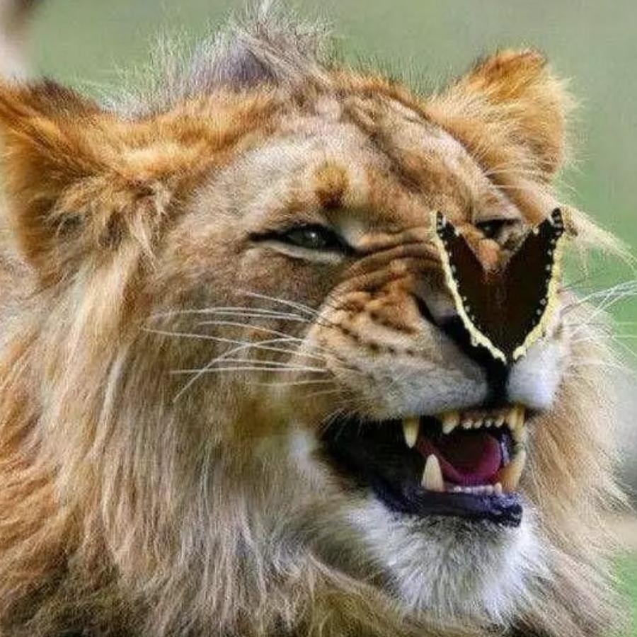 ༺自由༊如风༻