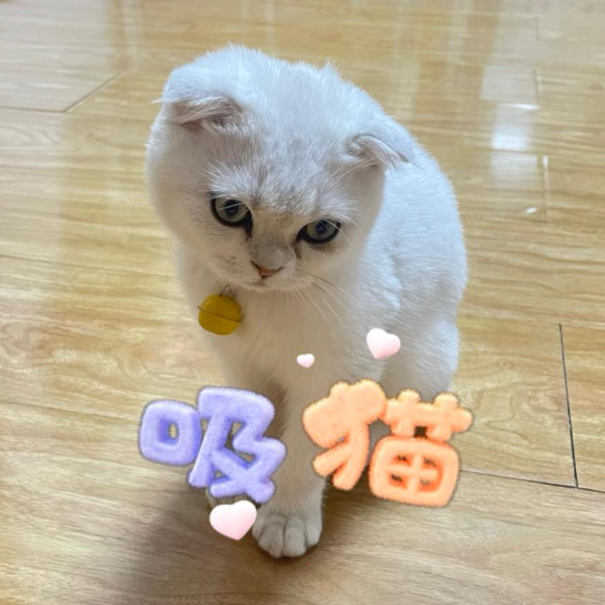 可可是只折耳猫